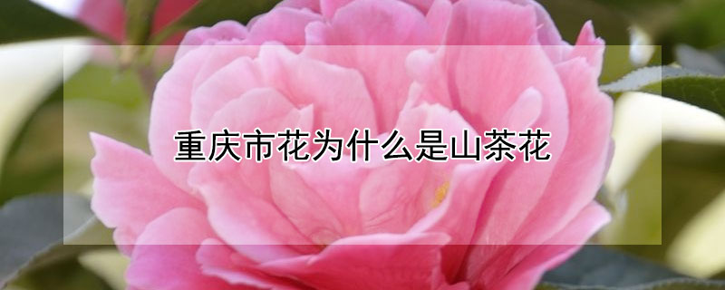 重庆市花为什么是山茶花 全国56个市市花