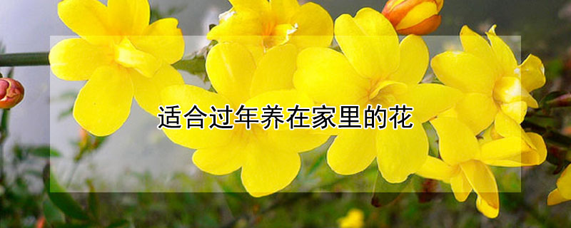 适合过年养在家里的花 适合过年养在家里的花草