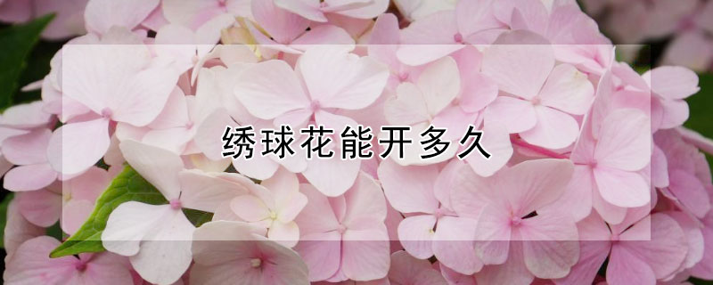 绣球花能开多久 绣球花能开多久,有什么毒