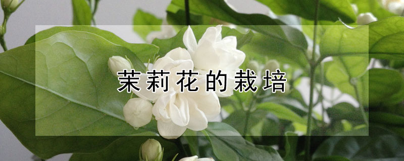 茉莉花的栽培（茉莉花的栽培技术）