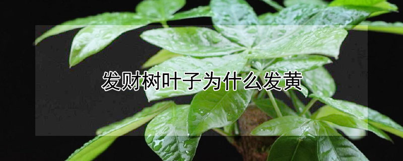 发财树叶子为什么发黄（发财树叶子为什么发黄?）