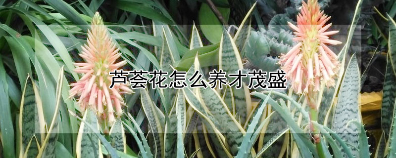 芦荟花怎么养才茂盛 芦荟花怎么养才茂盛图片
