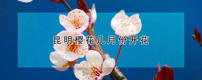 昆明樱花几月份开花（昆明樱花开的季节）