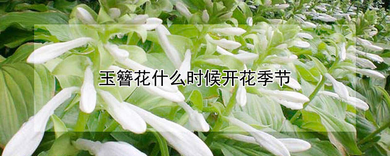 玉簪花什么时候开花季节（玉簪花什么时候开花季节最好）