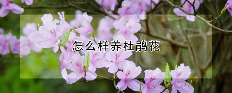 怎么样养杜鹃花（怎么样养杜鹃花吗）