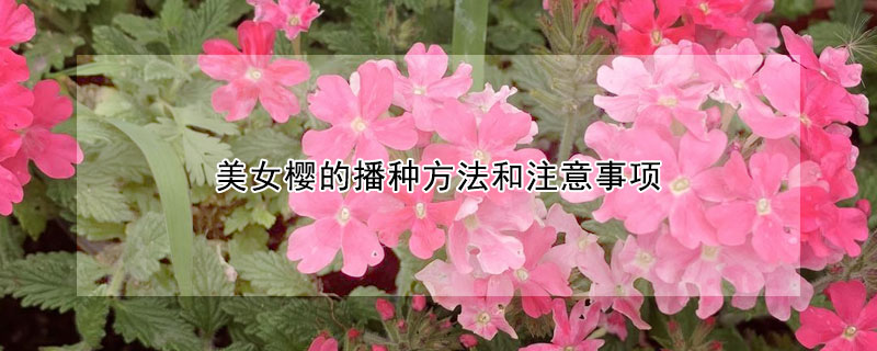 美女樱的播种方法和注意事项（美女樱的种植方法和注意事项）