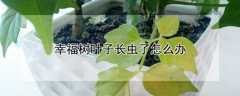 幸福树叶子长虫了怎么办 幸福树叶子长虫怎么办?