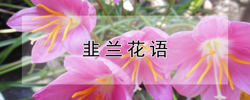 韭兰花语 韭兰花语和含义