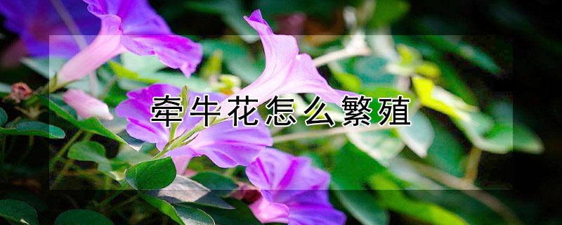 牵牛花怎么繁殖（牵牛花几点开花）