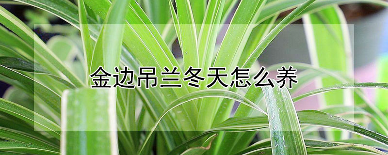 金边吊兰冬天怎么养（金边吊兰冬天怎么养殖）