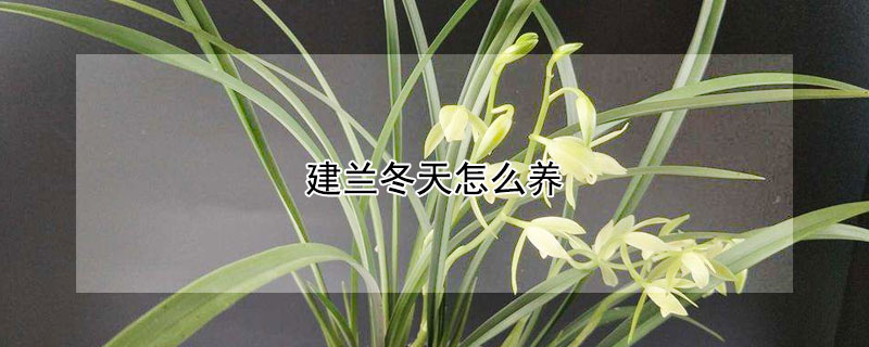 建兰冬天怎么养 建兰冬天怎么养护和浇水