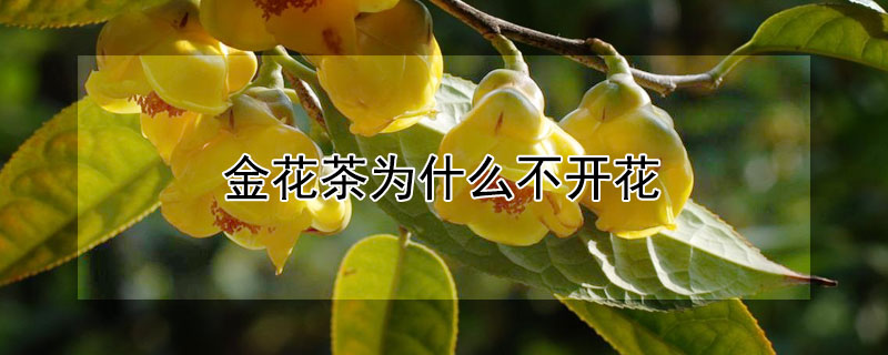金花茶为什么不开花 金花茶为什么不开花结果