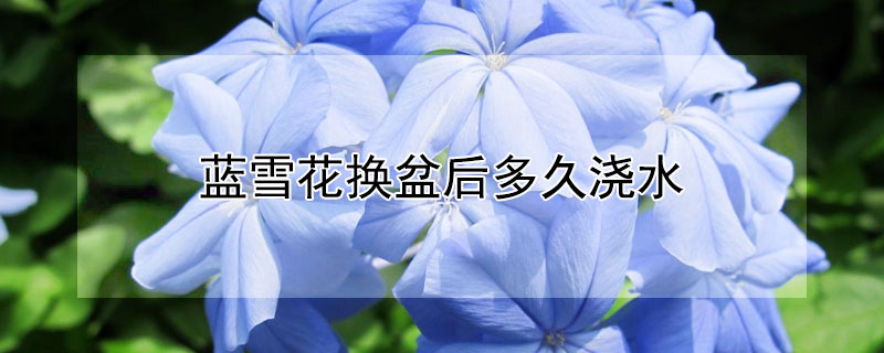 蓝雪花换盆后多久浇水（蓝雪花换盆后多久浇水晒太阳）