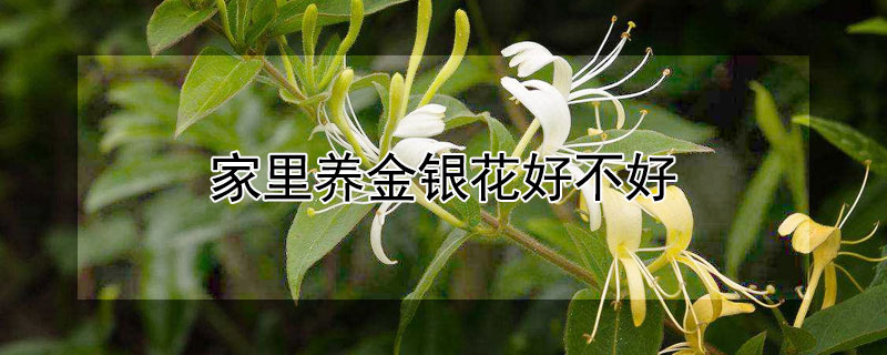 家里养金银花好不好 家里养金银花真的不吉利吗