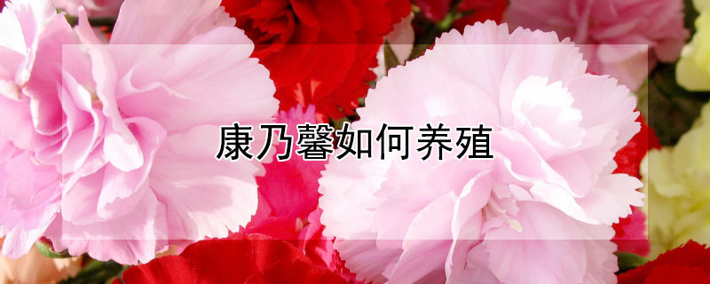 康乃馨如何养殖（康乃馨如何养殖及注意事项）