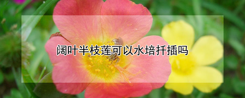 阔叶半枝莲可以水培扦插吗 阔叶半枝莲能过冬吗