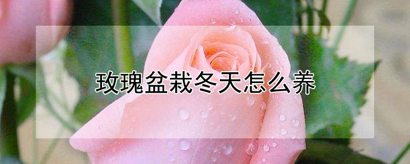 玫瑰盆栽冬天怎么养（盆栽玫瑰花冬天怎么养）