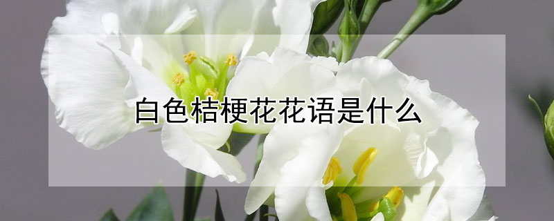白色桔梗花花语是什么 白色桔梗花什么意思