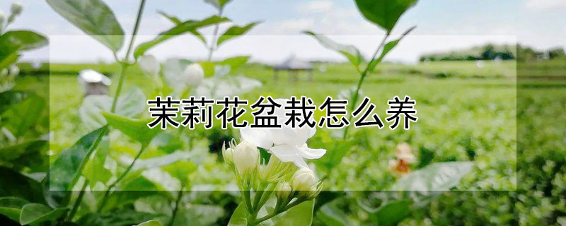 茉莉花盆栽怎么养 刚买回来的茉莉花盆栽怎么养