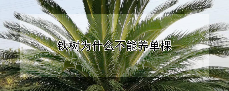 铁树为什么不能养单棵 铁树为什么不能养一棵