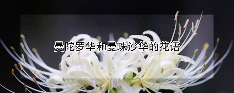 曼陀罗华和曼珠沙华的花语 曼陀罗华和曼珠沙华的花语是什么