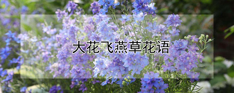 大花飞燕草花语 大花飞燕草花后