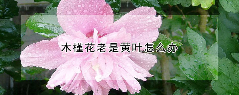 木槿花老是黄叶怎么办 木槿花老是黄叶怎么办呢