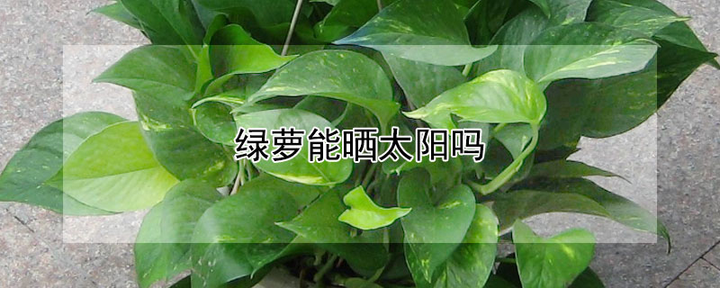 绿萝能晒太阳吗 大叶绿萝能晒太阳吗