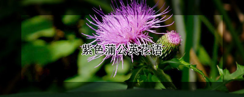 紫色蒲公英花语（紫色蒲公英花语和寓意）