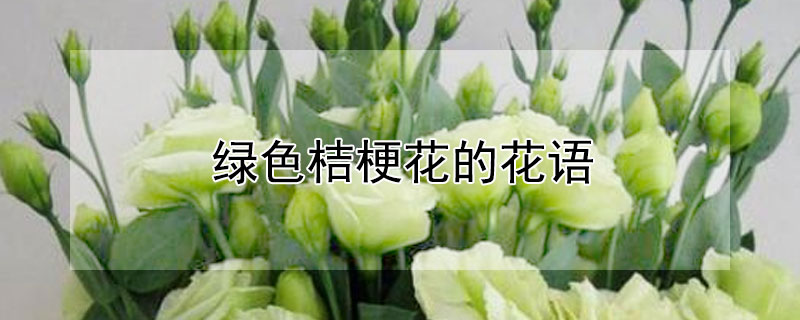 绿色桔梗花的花语 绿色桔梗花的花语和寓意图片