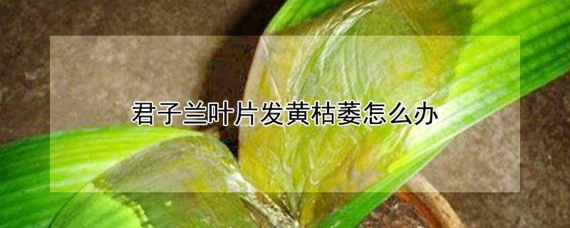 君子兰叶片发黄枯萎怎么办 君子兰叶片发黄枯萎怎么办视频