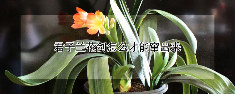 君子兰花剑怎么才能窜出来（君子兰花剑断裂是什么原因）