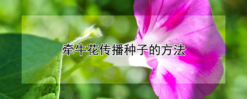 牵牛花传播种子的方法（牵牛花传播种子的方法是什么）