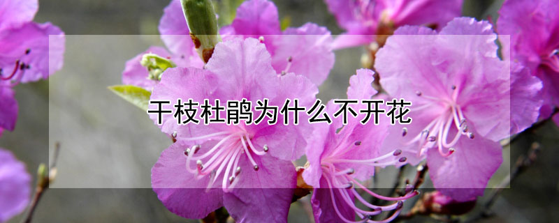 干枝杜鹃为什么不开花（干枝杜鹃为什么不开花的原因）
