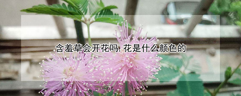 含羞草会开花吗,花是什么颜色的 含羞草会开花吗花是什么颜色的