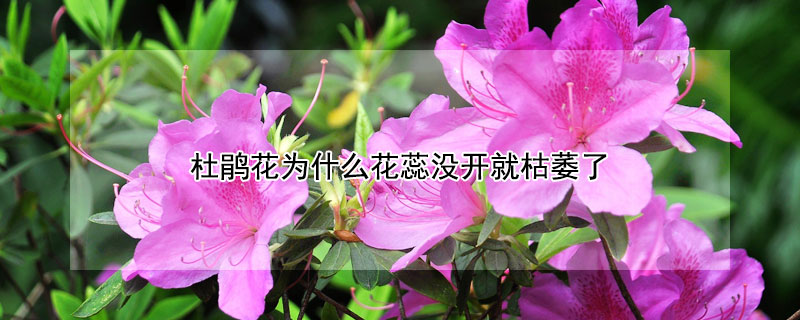 杜鹃花为什么花蕊没开就枯萎了 杜鹃花为什么花蕊没开就枯萎了呢