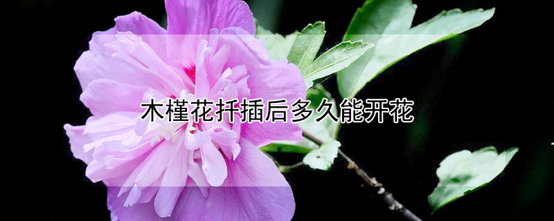 木槿花扦插后多久能开花（木槿花扦插几年开花）