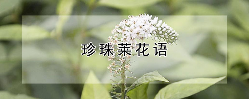 珍珠莱花语 珍珠花菜长什么样