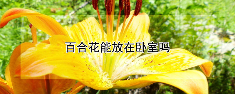 百合花能放在卧室吗（适合放卧室的植物和花有哪些）