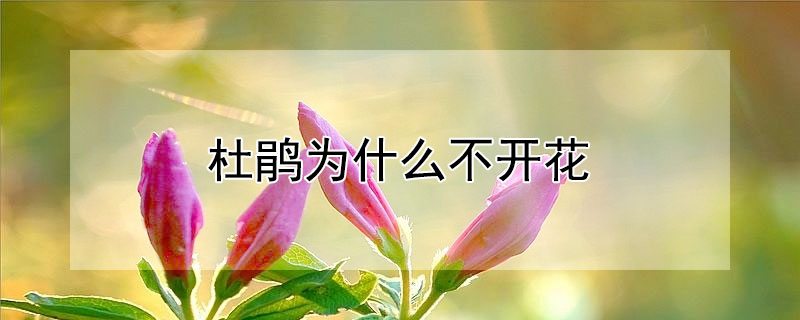 杜鹃为什么不开花 杜鹃为什么不开花只长叶子