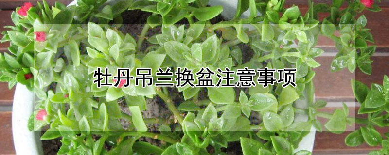 牡丹吊兰换盆注意事项 牡丹吊兰换盆注意事项和方法