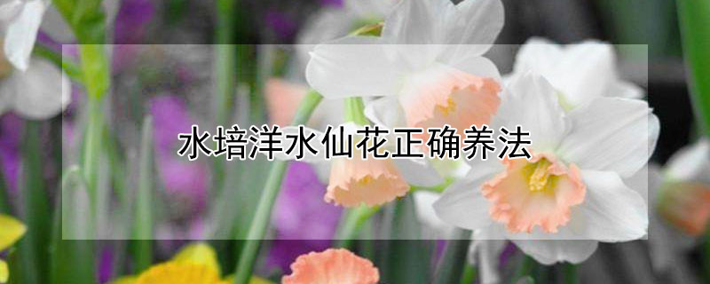 水培洋水仙花正确养法（水培洋水仙怎么养才开花）