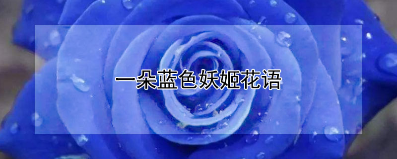 一朵蓝色妖姬花语（一朵蓝色妖姬的真正花语）
