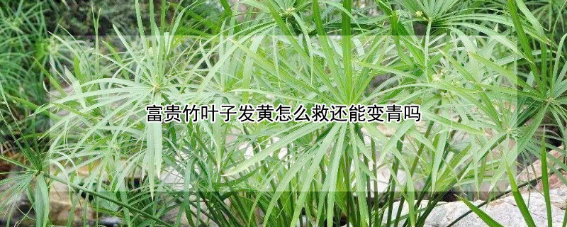 富贵竹叶子发黄怎么救还能变青吗 富贵竹叶子发黄怎么救?