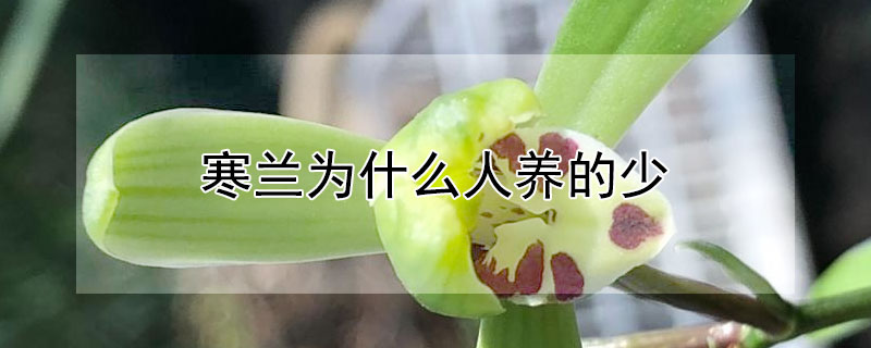 寒兰为什么人养的少 细叶寒兰的养殖要点