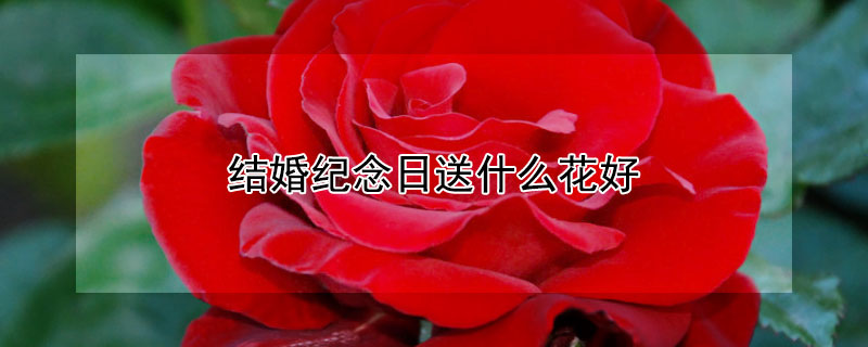结婚纪念日送什么花好（结婚纪念日送什么花好?）