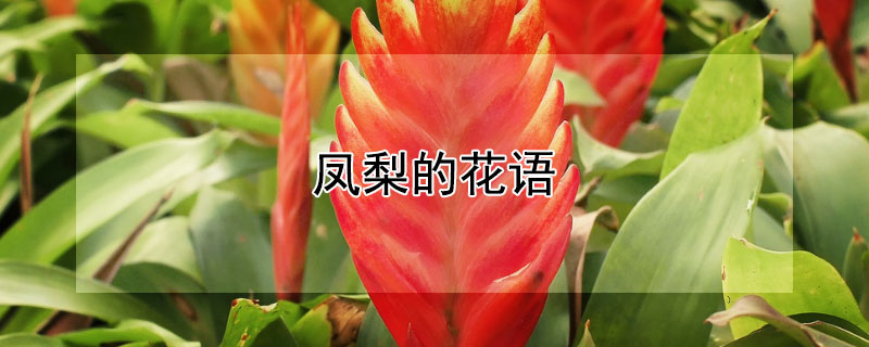凤梨的花语 凤梨的花语和寓意是什么