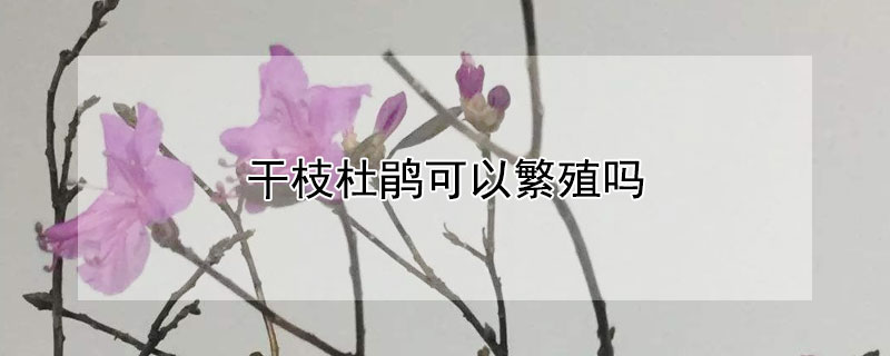 干枝杜鹃可以繁殖吗 干枝杜鹃可以繁殖吗