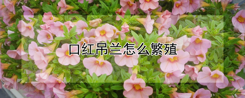 口红吊兰怎么繁殖 口红吊兰怎么繁殖视频
