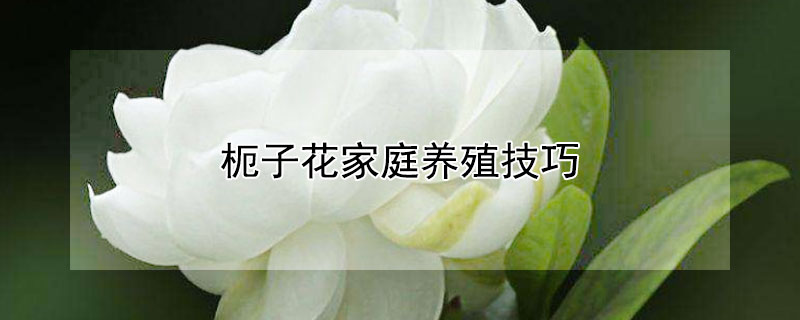 枙子花家庭养殖技巧 桭孑花怎么养